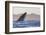 Great White Shark (Carcharodon Carcharias)-David Jenkins-Framed Photographic Print