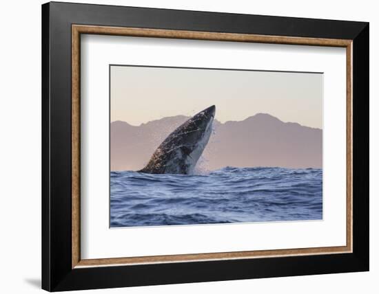 Great White Shark (Carcharodon Carcharias)-David Jenkins-Framed Photographic Print