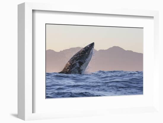 Great White Shark (Carcharodon Carcharias)-David Jenkins-Framed Photographic Print