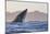 Great White Shark (Carcharodon Carcharias)-David Jenkins-Mounted Photographic Print