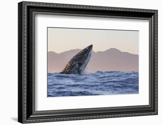 Great White Shark (Carcharodon Carcharias)-David Jenkins-Framed Photographic Print