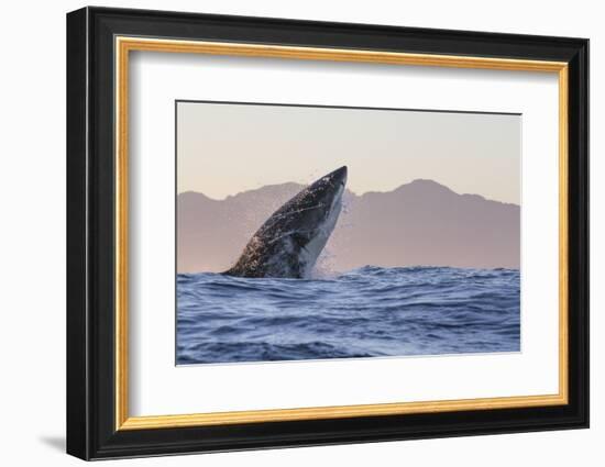 Great White Shark (Carcharodon Carcharias)-David Jenkins-Framed Photographic Print