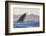 Great White Shark (Carcharodon Carcharias)-David Jenkins-Framed Photographic Print