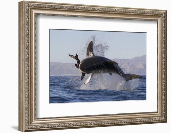 Great White Shark (Carcharodon Carcharias)-David Jenkins-Framed Photographic Print