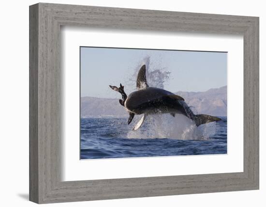 Great White Shark (Carcharodon Carcharias)-David Jenkins-Framed Photographic Print