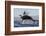 Great White Shark (Carcharodon Carcharias)-David Jenkins-Framed Photographic Print