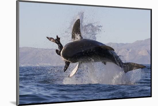 Great White Shark (Carcharodon Carcharias)-David Jenkins-Mounted Photographic Print