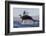 Great White Shark (Carcharodon Carcharias)-David Jenkins-Framed Photographic Print