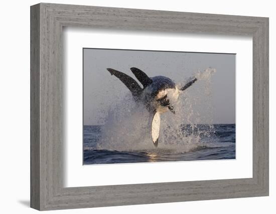 Great White Shark (Carcharodon Carcharias)-David Jenkins-Framed Photographic Print