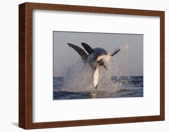 Great White Shark (Carcharodon Carcharias)-David Jenkins-Framed Photographic Print