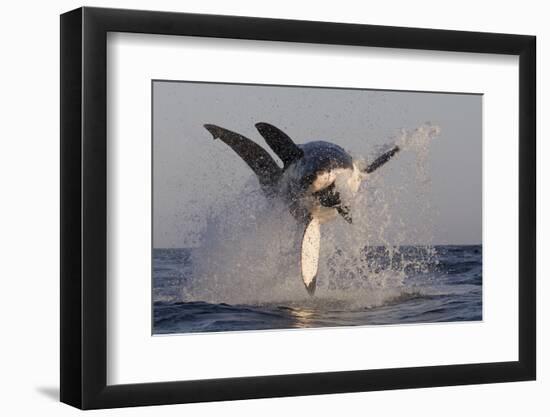 Great White Shark (Carcharodon Carcharias)-David Jenkins-Framed Photographic Print