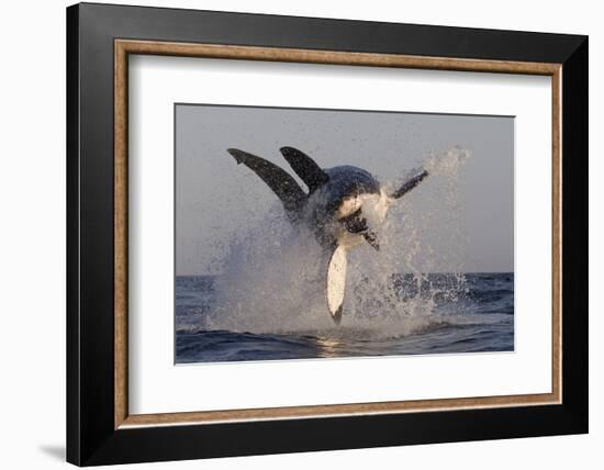 Great White Shark (Carcharodon Carcharias)-David Jenkins-Framed Photographic Print