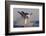 Great White Shark (Carcharodon Carcharias)-David Jenkins-Framed Photographic Print