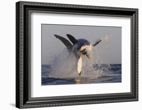 Great White Shark (Carcharodon Carcharias)-David Jenkins-Framed Photographic Print