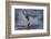 Great White Shark (Carcharodon Carcharias)-David Jenkins-Framed Photographic Print