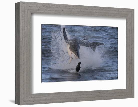 Great White Shark (Carcharodon Carcharias)-David Jenkins-Framed Photographic Print