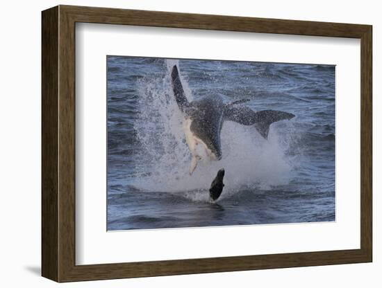 Great White Shark (Carcharodon Carcharias)-David Jenkins-Framed Photographic Print