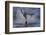 Great White Shark (Carcharodon Carcharias)-David Jenkins-Framed Photographic Print