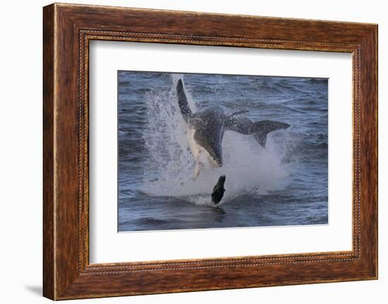 Great White Shark (Carcharodon Carcharias)-David Jenkins-Framed Photographic Print