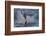 Great White Shark (Carcharodon Carcharias)-David Jenkins-Framed Photographic Print