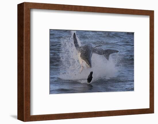 Great White Shark (Carcharodon Carcharias)-David Jenkins-Framed Photographic Print