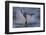 Great White Shark (Carcharodon Carcharias)-David Jenkins-Framed Photographic Print