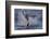 Great White Shark (Carcharodon Carcharias)-David Jenkins-Framed Photographic Print