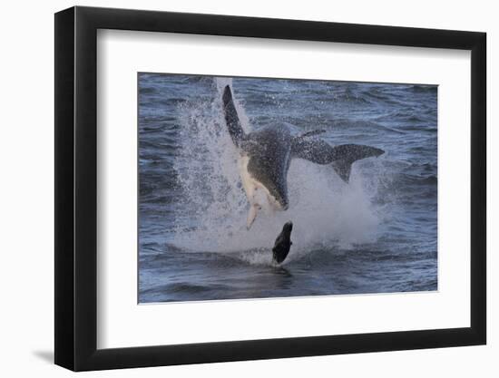 Great White Shark (Carcharodon Carcharias)-David Jenkins-Framed Photographic Print