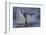 Great White Shark (Carcharodon Carcharias)-David Jenkins-Framed Photographic Print