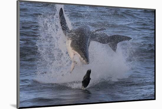 Great White Shark (Carcharodon Carcharias)-David Jenkins-Mounted Photographic Print