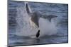 Great White Shark (Carcharodon Carcharias)-David Jenkins-Mounted Photographic Print