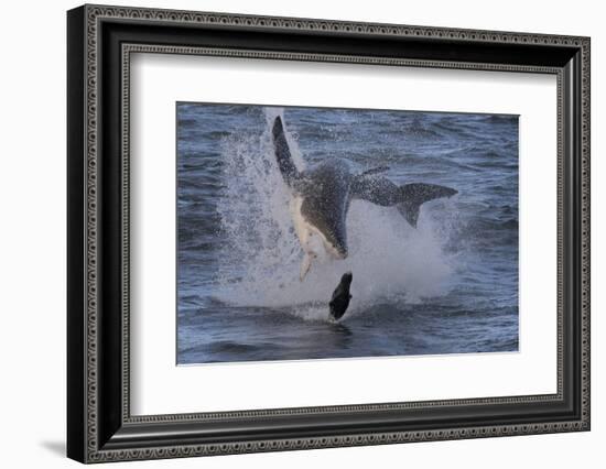 Great White Shark (Carcharodon Carcharias)-David Jenkins-Framed Photographic Print