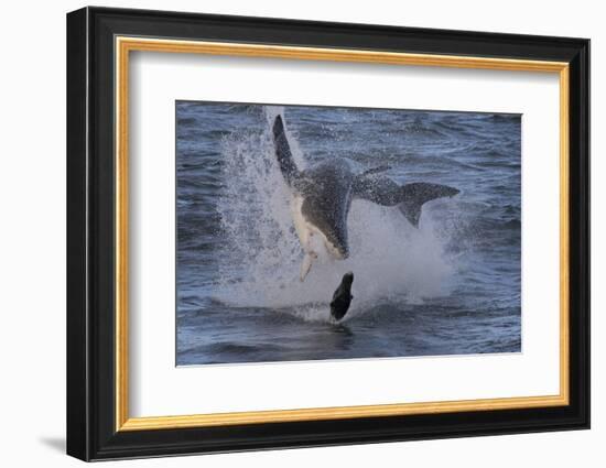 Great White Shark (Carcharodon Carcharias)-David Jenkins-Framed Photographic Print