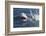 Great White Shark (Carcharodon Carcharias)-David Jenkins-Framed Photographic Print