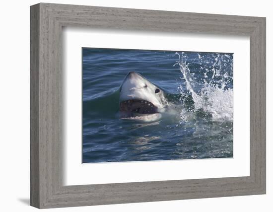 Great White Shark (Carcharodon Carcharias)-David Jenkins-Framed Photographic Print