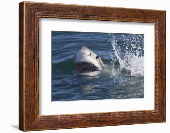 Great White Shark (Carcharodon Carcharias)-David Jenkins-Framed Photographic Print