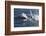 Great White Shark (Carcharodon Carcharias)-David Jenkins-Framed Photographic Print