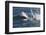 Great White Shark (Carcharodon Carcharias)-David Jenkins-Framed Photographic Print