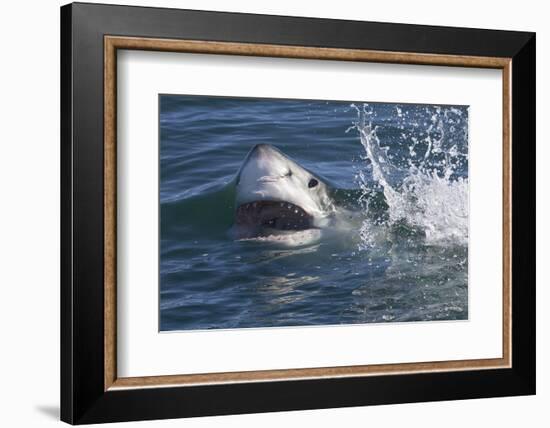 Great White Shark (Carcharodon Carcharias)-David Jenkins-Framed Photographic Print