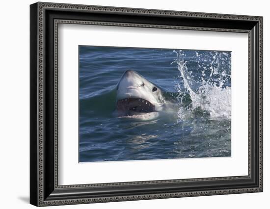 Great White Shark (Carcharodon Carcharias)-David Jenkins-Framed Photographic Print