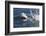 Great White Shark (Carcharodon Carcharias)-David Jenkins-Framed Photographic Print