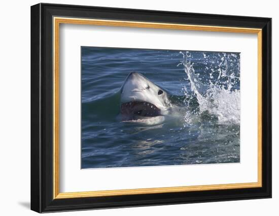 Great White Shark (Carcharodon Carcharias)-David Jenkins-Framed Photographic Print