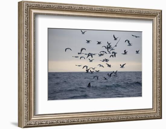 Great White Shark (Carcharodon Carcharias)-David Jenkins-Framed Photographic Print