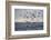 Great White Shark (Carcharodon Carcharias)-David Jenkins-Framed Photographic Print