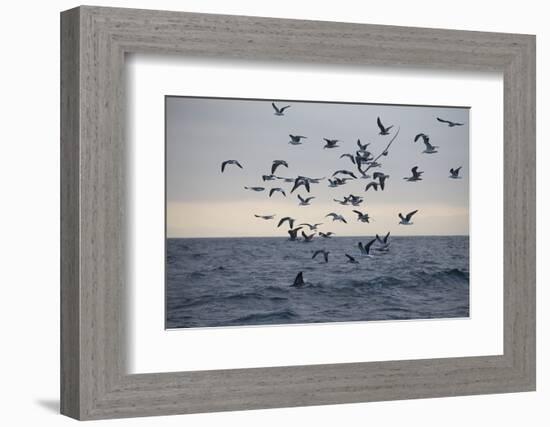 Great White Shark (Carcharodon Carcharias)-David Jenkins-Framed Photographic Print