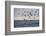 Great White Shark (Carcharodon Carcharias)-David Jenkins-Framed Photographic Print