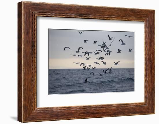 Great White Shark (Carcharodon Carcharias)-David Jenkins-Framed Photographic Print