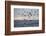 Great White Shark (Carcharodon Carcharias)-David Jenkins-Framed Photographic Print