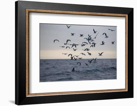 Great White Shark (Carcharodon Carcharias)-David Jenkins-Framed Photographic Print