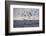 Great White Shark (Carcharodon Carcharias)-David Jenkins-Framed Photographic Print